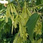 Acer negundoFrutto