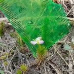 Mayaca fluviatilis Plante entière