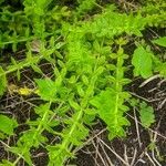 Galium circaezans Leaf