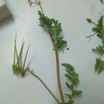 Scandix australis Yaprak