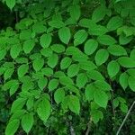 Aralia spinosa Blatt