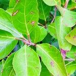 Viburnum odoratissimum Leaf