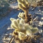 Cylindropuntia bigelovii Plod