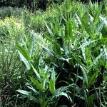 Rumex hydrolapathum Συνήθη χαρακτηριστικά