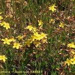 Hypericum australe Habit