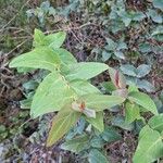 Hypericum grandifolium Lapas