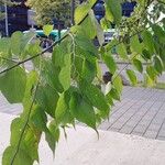 Celtis occidentalisHoja