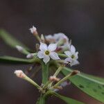 Acokanthera oppositifolia Flor
