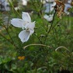 Cosmos caudatus Агульны выгляд