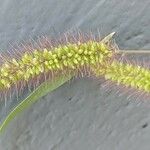 Setaria pumila Fruit