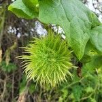 Marah fabacea Fruit