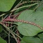 Acalypha macrostachya Ďalší