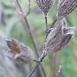 Salvia candelabrum फल