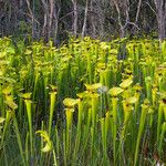 Sarracenia flava Vekstform