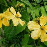 Cogniauxia podolaena Lorea