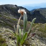 Antennaria carpatica 整株植物