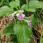 Melittis melissophyllumFlower