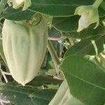 Araujia sericifera Frukt