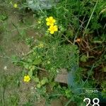 Potentilla inclinata Flower