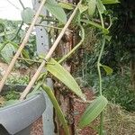 Vanilla planifolia Φύλλο