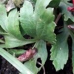 Ranunculus asiaticus Leaf