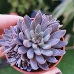 Graptopetalum rusbyi ഇല