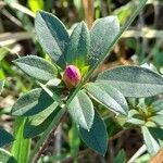 Rhododendron simsii Muu