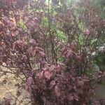 Prunus cerasifera 叶