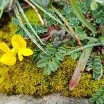 Coronilla vaginalis Leaf