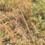 Heteropogon contortus Flor