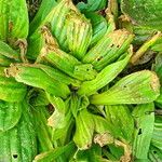 Plantago australis Deilen