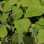 Salvia dorisiana Leaf