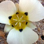 Calochortus leichtlinii Flower