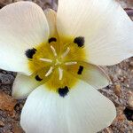 Calochortus leichtlinii Virág