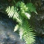 Dryopteris expansa Leaf