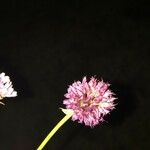 Allium strictum ᱵᱟᱦᱟ