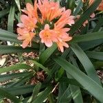 Clivia × cyrtanthiflora Lapas