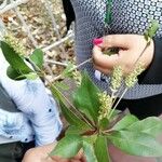 Terminalia buceras Leaf