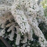 Spiraea × vanhoutteiLeht