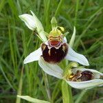 Ophrys apifera Fula