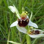 Ophrys apifera Blomma