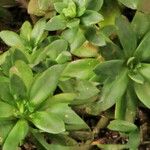 Echeveria bicolor Leaf