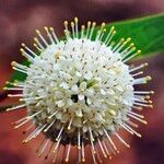 Cephalanthus occidentalisFleur