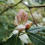 Rhododendron annae Övriga