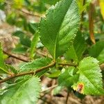 Crataegus douglasii Levél