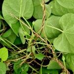 Ipomoea obscura Corteza