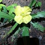 Oenothera triloba Λουλούδι