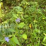 Campanulastrum americanum Fleur