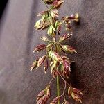 Poa alpina Flower