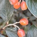 Cotoneaster franchetii ফল